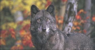 Wolf Wallpapers: Wolf Images, Wolf Pictures capture d'écran 3