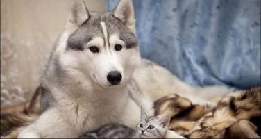 Wolf Wallpapers: Wolf Images, Wolf Pictures পোস্টার