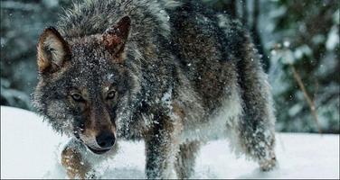 Wolf Wallpapers: Wolf Images, Wolf Pictures screenshot 1