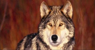 Wolf Wallpapers: Wolf Images, Wolf Pictures screenshot 2