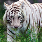 Tiger Wallpapers: Tiger Images, Tiger Pictures ไอคอน