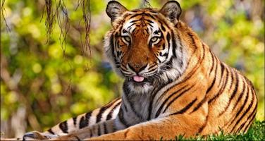 Tiger Wallpapers: Tiger Images, Tiger Pictures โปสเตอร์