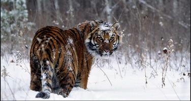 Tiger Wallpapers: Tiger Images, Tiger Pictures ภาพหน้าจอ 2