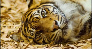 Tiger Wallpapers: Tiger Images, Tiger Pictures ภาพหน้าจอ 3