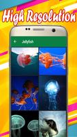 Jellyfish Wallpapers скриншот 1