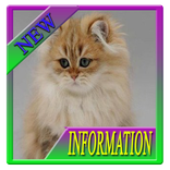 Jenis Jenis Kucing di Dunia