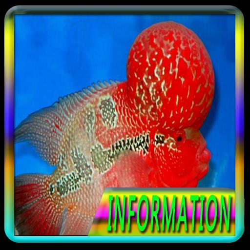 Download 980 Background Aquarium Ikan Louhan Paling Keren Download Background - summary no type roblox id stargate rasainfo