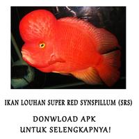 Jenis Jenis Ikan Louhan تصوير الشاشة 2