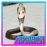 Jenis Jenis Ular di Dunia