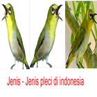 Jenis - Jenis Burung Pleci ไอคอน