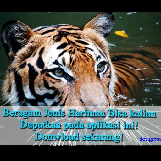 Kata Bijak Gambar Harimau SO PULSA