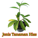 Jenis Tanaman Hias APK