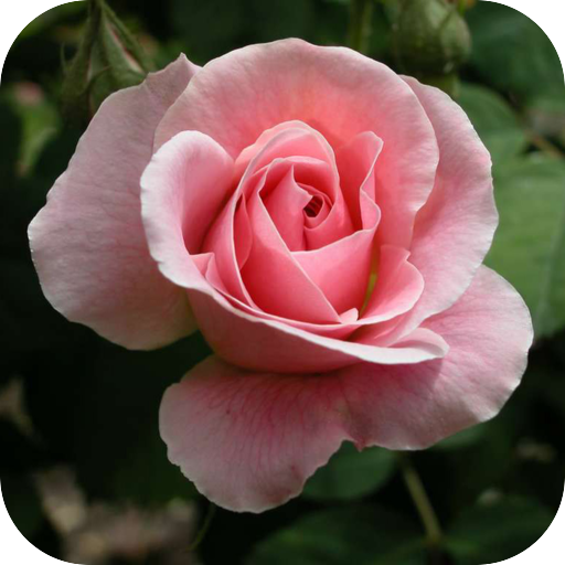 Imágenes de Flores