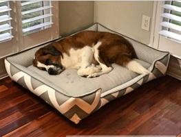 Łóżka dla psa, które pozostają chłodne plakat
