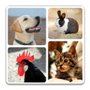 APK Animal Quiz - Guess Animal