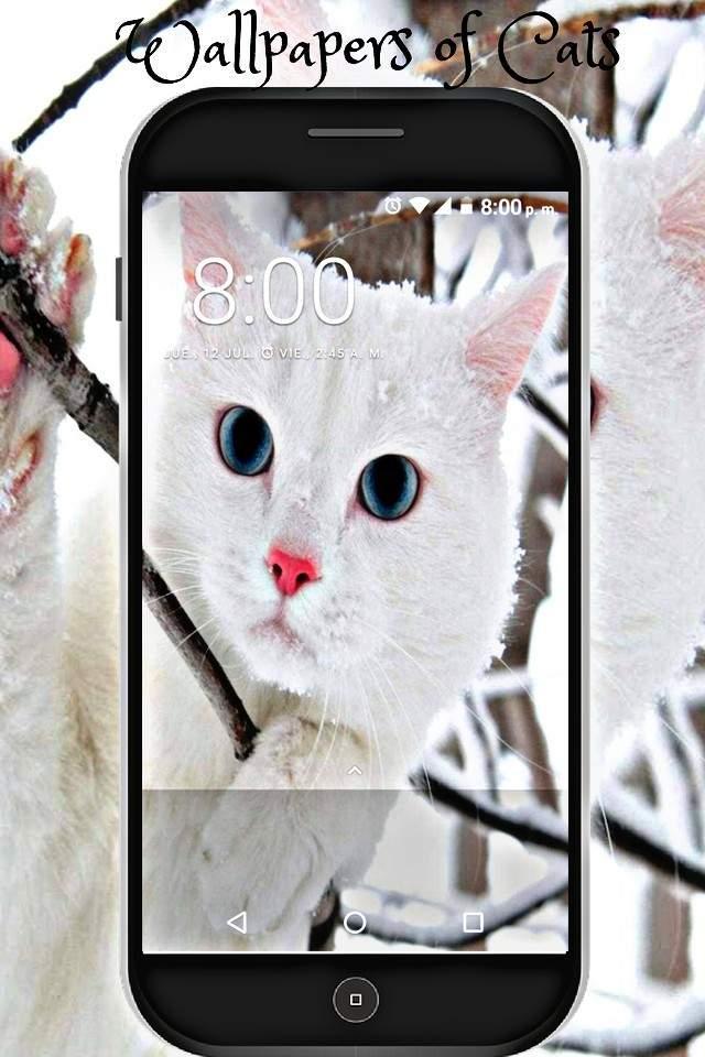 Descarga de APK de fondos de pantalla de gatitos tiernos HD adorables para Android Descarga de APK de fondos de pantalla de gatitos tiernos HD adorables para Android