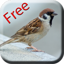 Bird Sounds & Ringtones APK