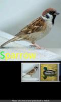 Bird Sounds & Ringtones poster