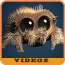Lucas the Spider : music APK