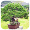 Bonsai Jigsaw