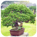 Bonsai Jigsaw APK