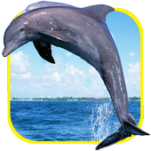 Dolphin Jigsaw icon