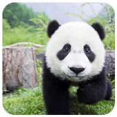Giant Panda Jigsaw icon