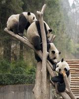 Giant Panda Jigsaw ảnh chụp màn hình 3