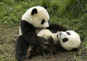 Giant Panda Jigsaw ảnh chụp màn hình 1