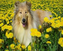 犬のパズル スクリーンショット 2