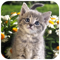 Kitten wallpapers 4K