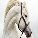 Horse HD APK
