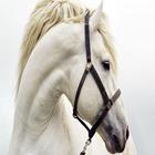 Horse HD icône
