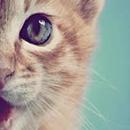 funny animals aplikacja