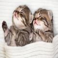 cats flash laser