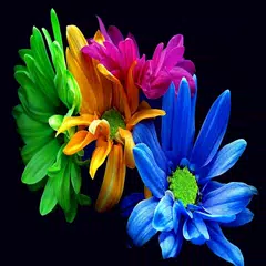 wallpaper flowers APK download