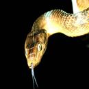 snakes hd APK