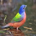 birds hd