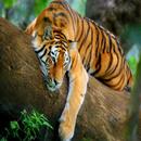 tigres hd. APK