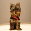adiestrar cachorros APK
