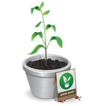 Tanoba (Tanaman Obat)