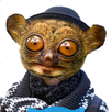 Go Cat APK