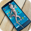 Gecko Bildschirm Furchtsam