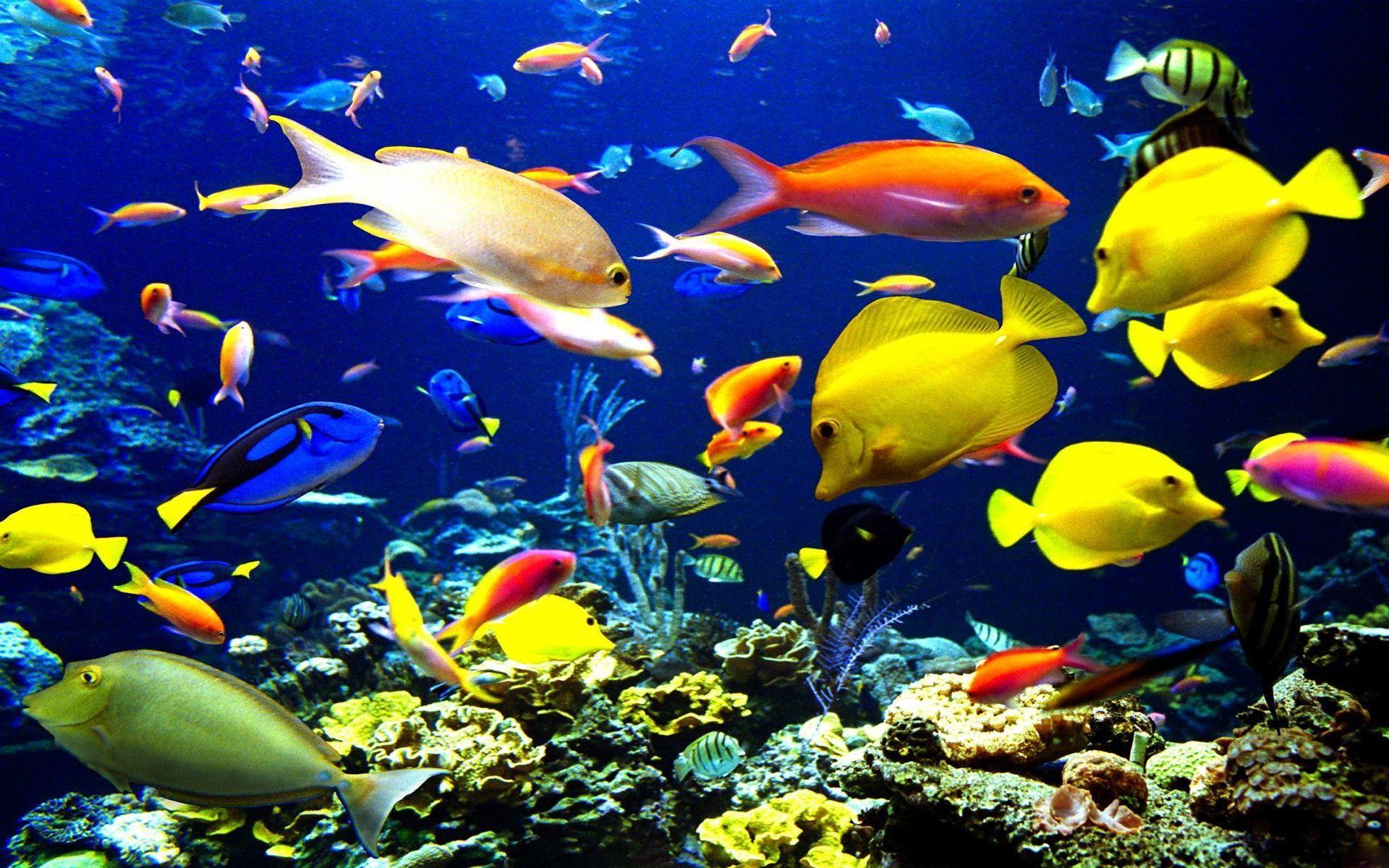 Аквариум много рыбок. Подводный мир. Тропические рыбы. Яркие аквариумные рыбки. Океанские рыбы.