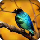 3D Bird Wallpaper APK