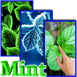 Mint Live Wallpaper icône