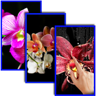 Orchid Live Wallpaper icône