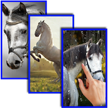 Horses Live Wallpaper