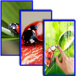 Ladybug HD Live Wallpaper