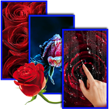 Roses Live Wallpaper